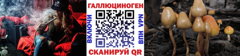shop формула  Сальск  Псилоцибиновые грибы Cubensis 